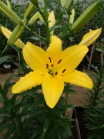 [4071 Golden Era VWS No02.JPG]